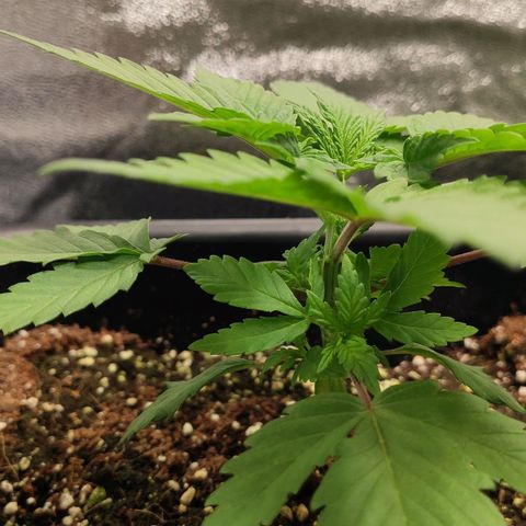 White Widow XXL growlog timeline photo