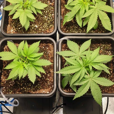 White Widow XXL growlog timeline photo