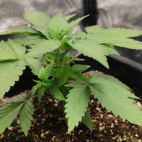 White Widow XXL growlog timeline photo