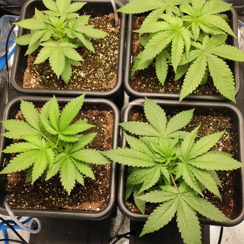 White Widow XXL growlog timeline photo