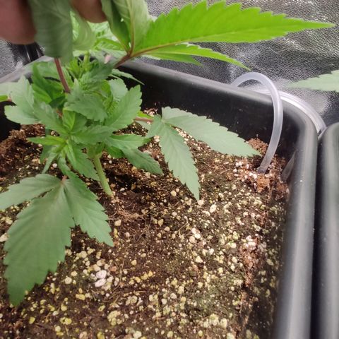 White Widow XXL growlog timeline photo