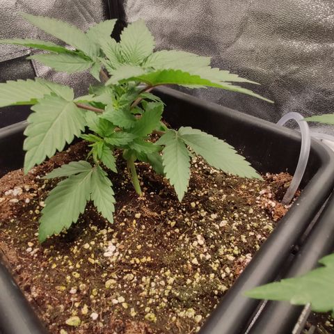 White Widow XXL growlog timeline photo