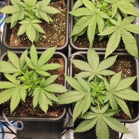 White Widow XXL growlog photo: Messung im Tank um die Mittagszeit