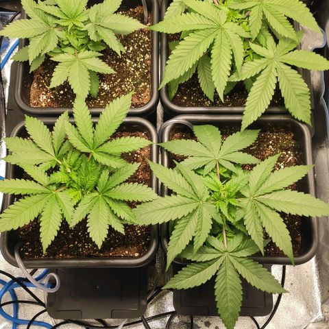 White Widow XXL growlog timeline photo