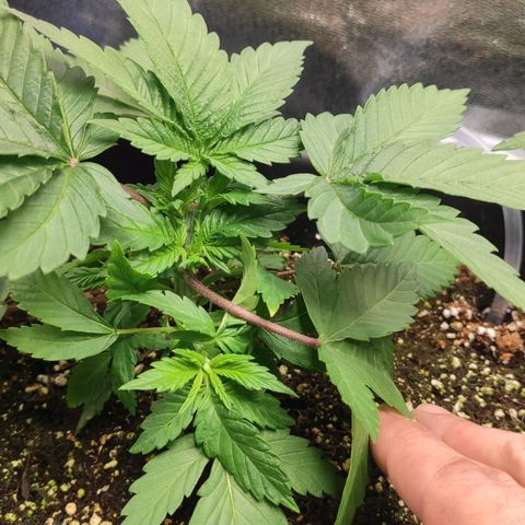 White Widow XXL growlog timeline photo