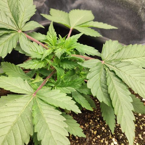 White Widow XXL growlog timeline photo