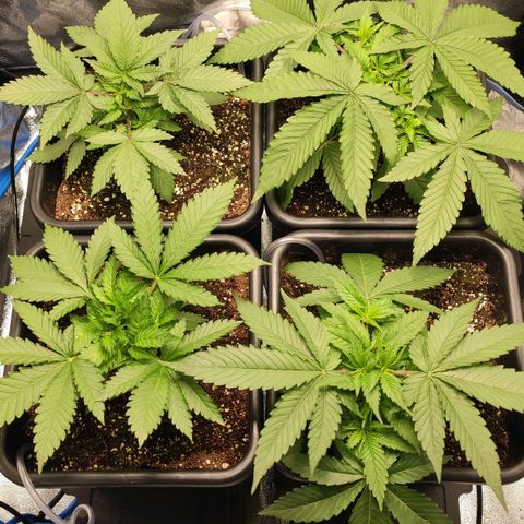 White Widow XXL growlog photo: Bei biscotti und Haze 2 große Blätter entfernt, damit diese nicht zu stark verschatten