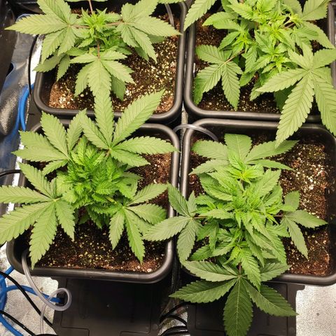 White Widow XXL growlog photo: Bei biscotti und Haze 2 große Blätter entfernt, damit diese nicht zu stark verschatten