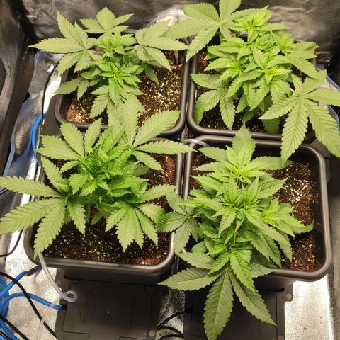 White Widow XXL growlog timeline photo