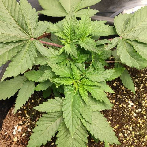 White Widow XXL growlog timeline photo