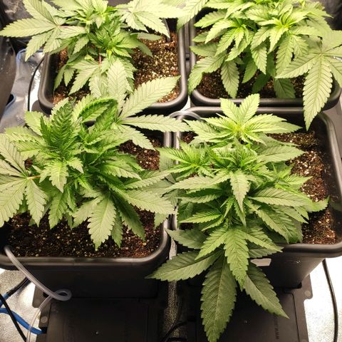 White Widow XXL growlog timeline photo