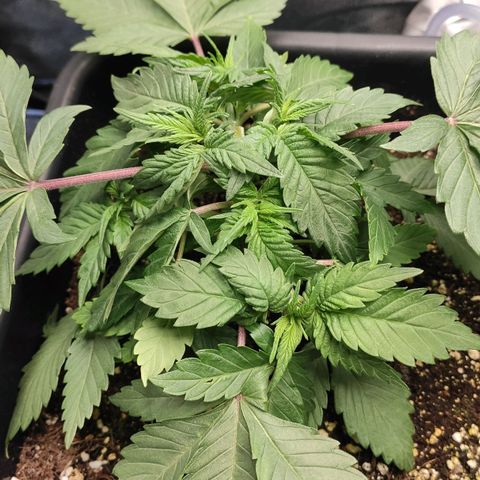 White Widow XXL growlog timeline photo