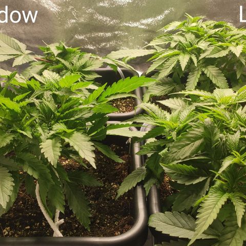 White Widow XXL growlog timeline photo