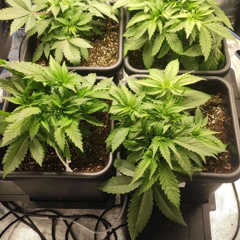 White Widow XXL growlog timeline photo