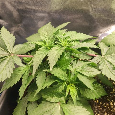 White Widow XXL growlog timeline photo