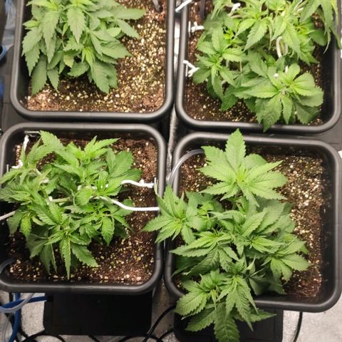 White Widow XXL growlog photo: Nach entlaubung 