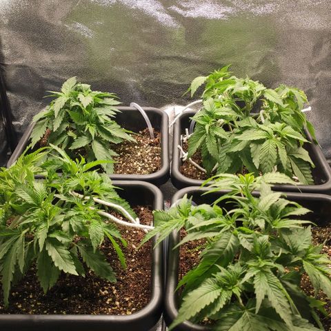 White Widow XXL growlog photo: Nach entlaubung 