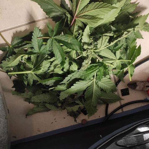 White Widow XXL growlog photo: Verschnitt von 4 Pflanzen nach entlaubung