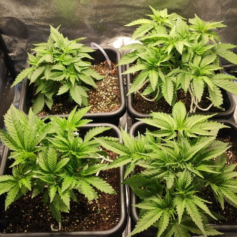 White Widow XXL growlog timeline photo