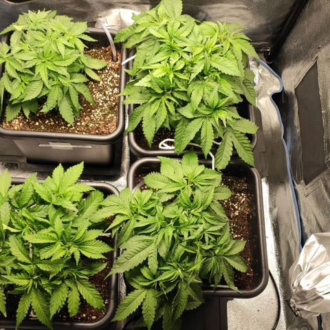 White Widow XXL growlog photo: Umstellung auf 12/12