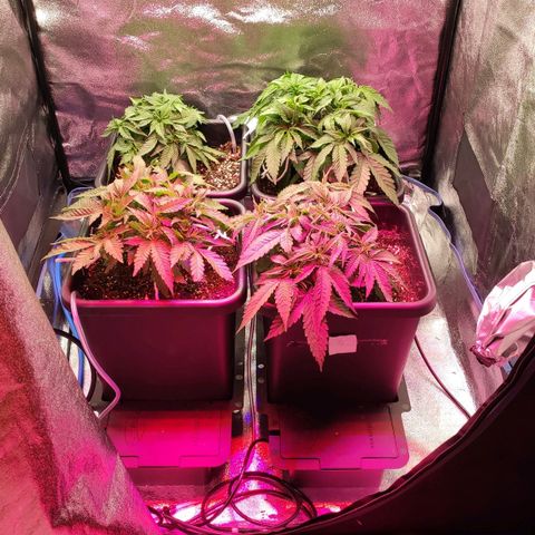 White Widow XXL growlog photo: Umstellung auf 12/12