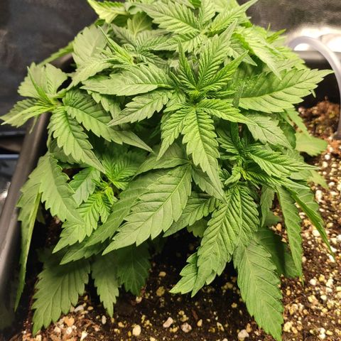 White Widow XXL growlog timeline photo