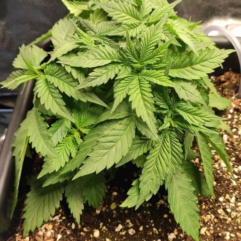 White Widow XXL growlog timeline photo