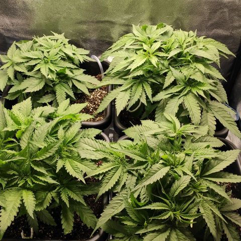 White Widow XXL growlog timeline photo
