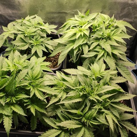 White Widow XXL growlog timeline photo