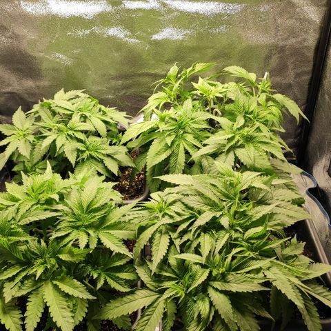 White Widow XXL growlog timeline photo