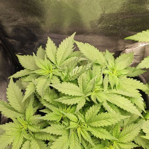 White Widow XXL growlog timeline photo