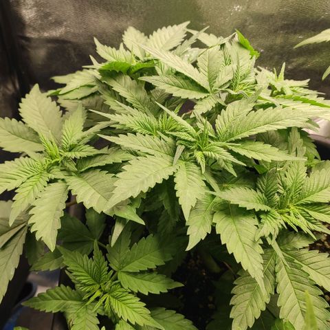 White Widow XXL growlog timeline photo