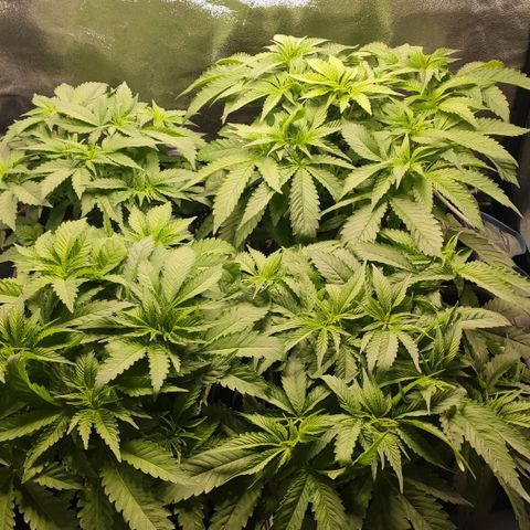 White Widow XXL growlog timeline photo