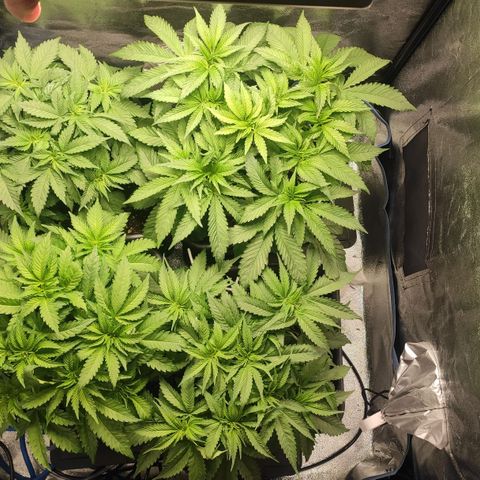White Widow XXL growlog timeline photo