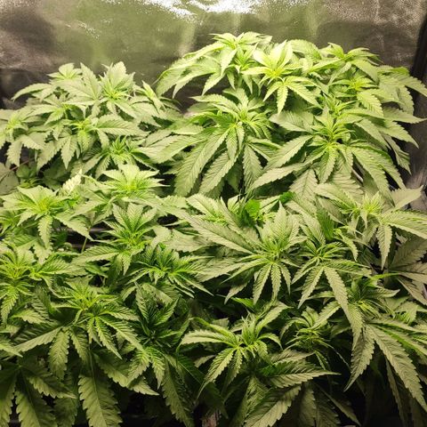 White Widow XXL growlog timeline photo