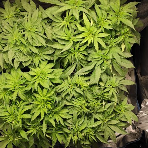 White Widow XXL growlog timeline photo