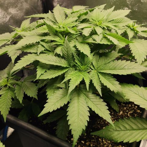 White Widow XXL growlog timeline photo