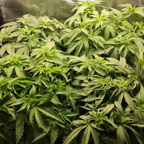White Widow XXL growlog timeline photo