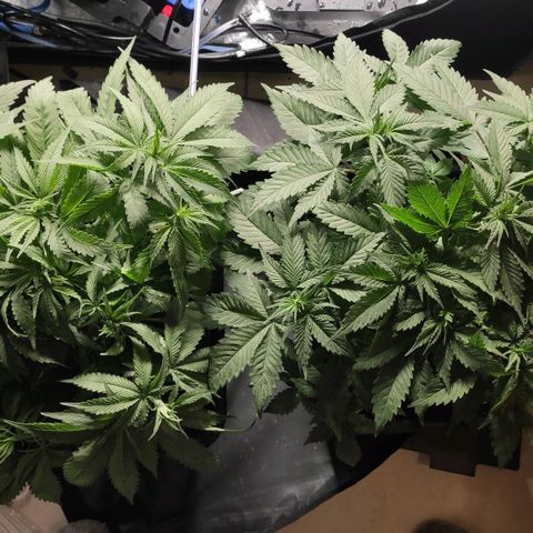 White Widow XXL growlog photo: Links Biscotti, rechts White Widow 🤍