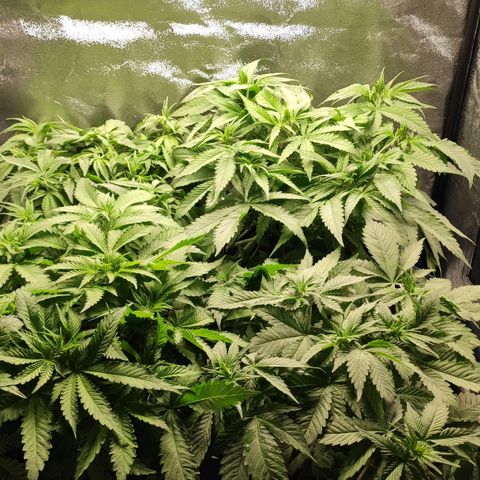 White Widow XXL growlog photo: Neu gestellt, VL f, hl b, VR we, hr lssh