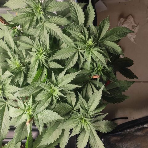 White Widow XXL growlog photo: 🖤 🤍 💙