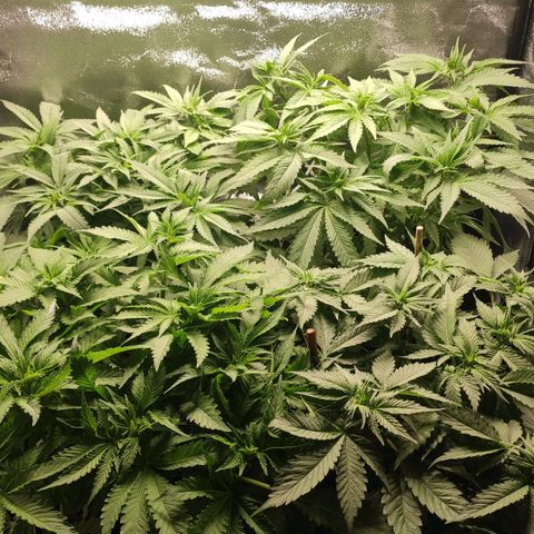 White Widow XXL growlog timeline photo