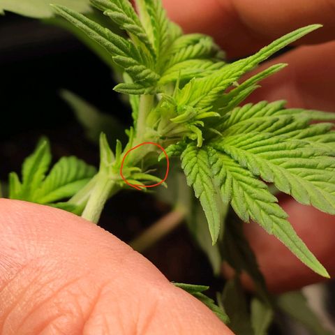 White Widow XXL growlog photo: Preflower sichtbar 🤍