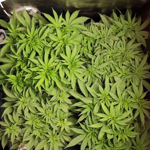 White Widow XXL growlog timeline photo