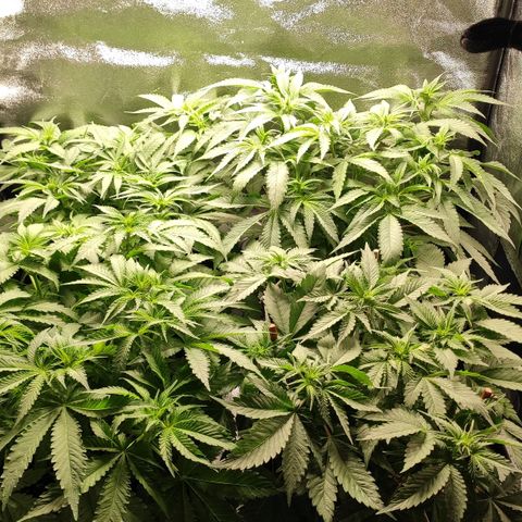 White Widow XXL growlog photo: Noch vor der Umstellung, Future ist vorne