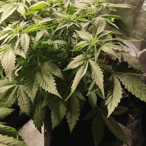 White Widow XXL growlog timeline photo