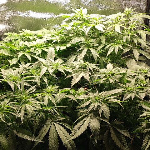 White Widow XXL growlog timeline photo
