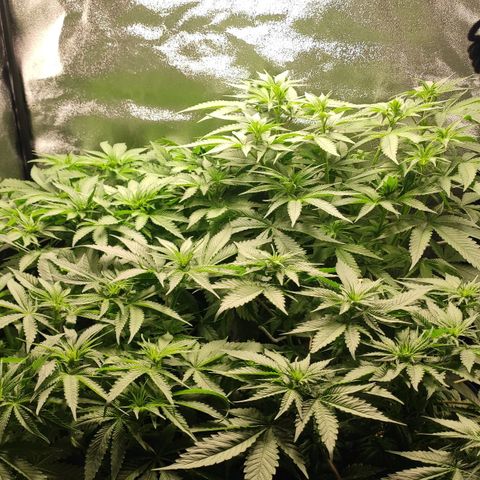 White Widow XXL growlog photo: Neue Mischung in Tank mit ähnlichen nennen wie beim letzten Mal, Ph etwas niedriger angesetzt, da noch alle NSL im Tank mit Ph 5.8