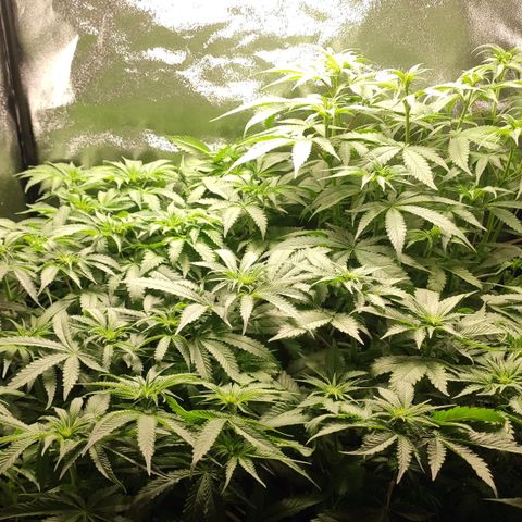 White Widow XXL growlog timeline photo