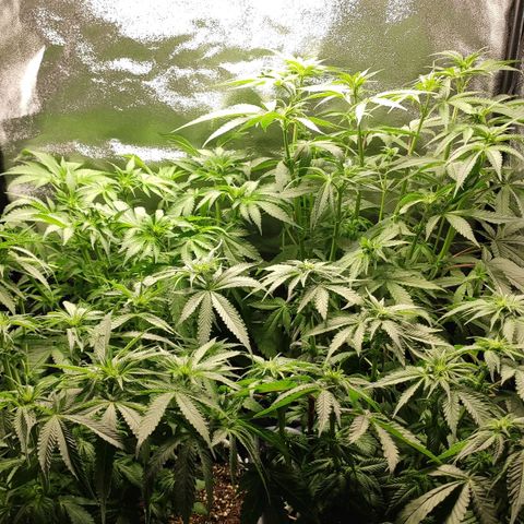 White Widow XXL growlog photo: Nach entlaubung